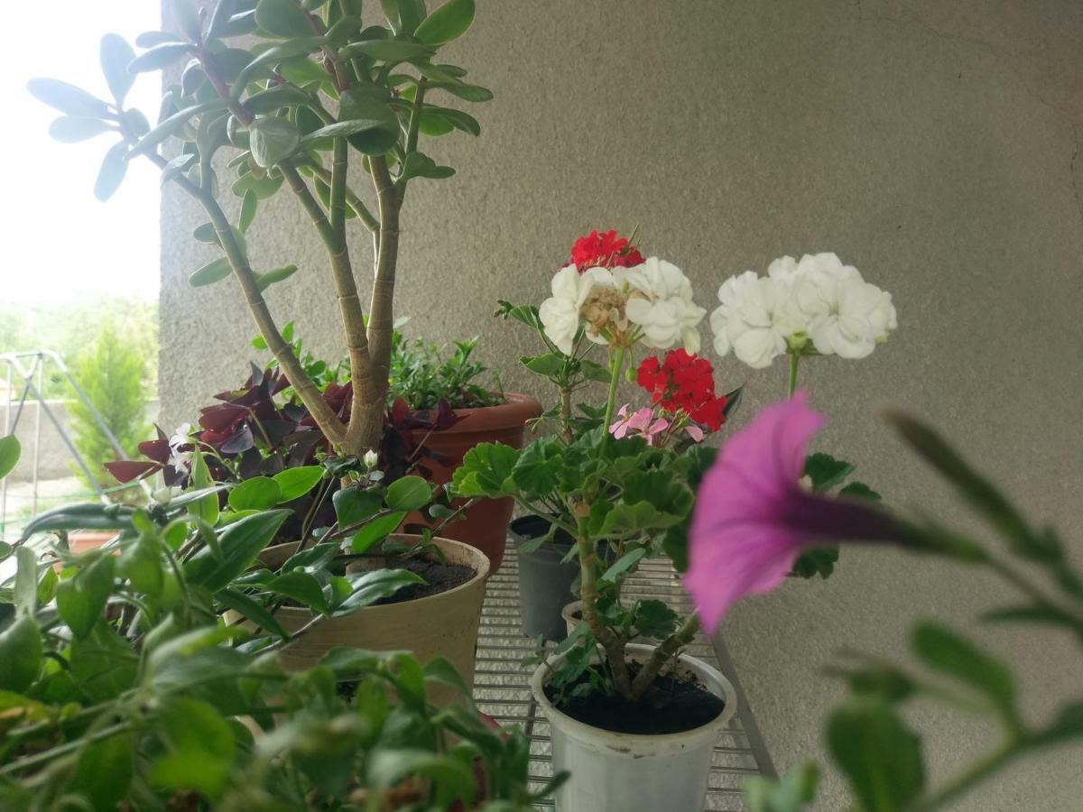 Guest House Vista Sighnaghi Bagian luar foto