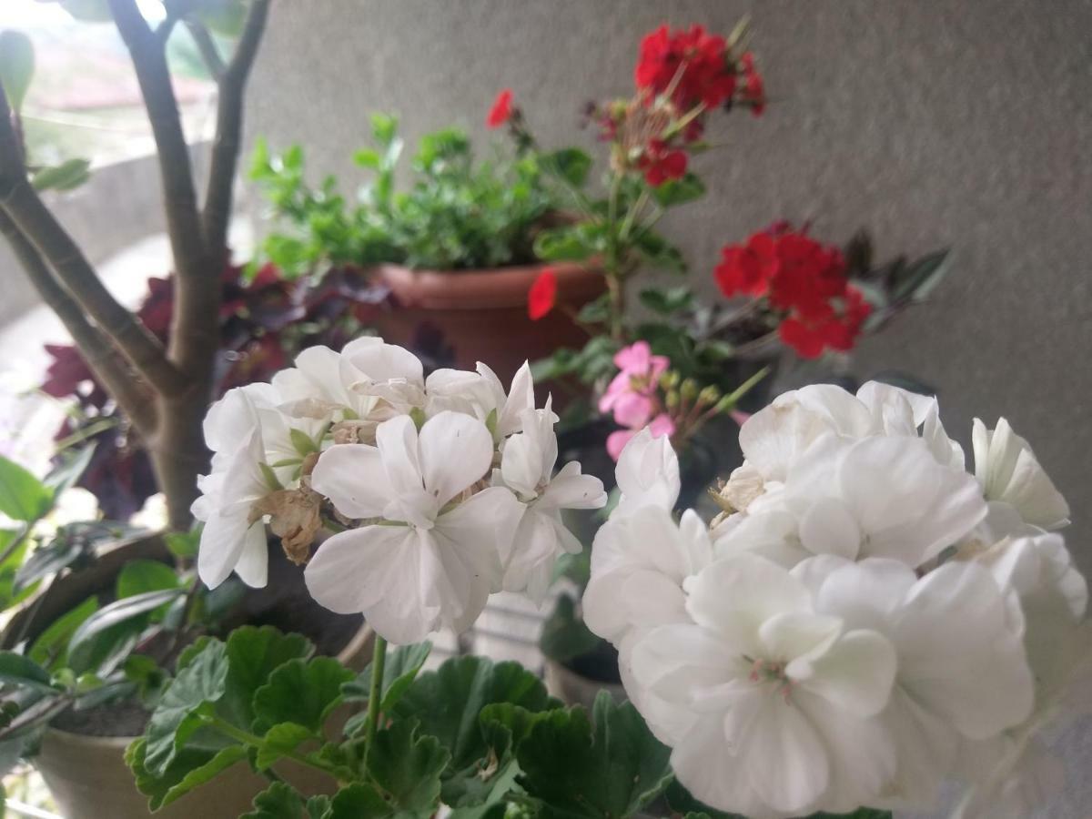 Guest House Vista Sighnaghi Bagian luar foto